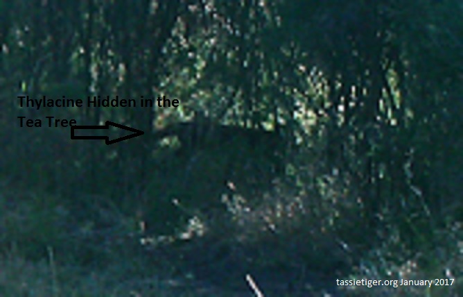 Thylacine Tea Tree 1