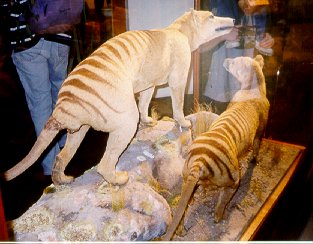 Image of two preserved thylacines courtesy of Melbourne Museum