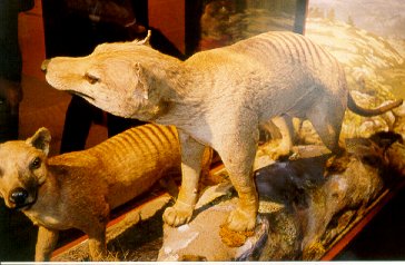 Image of two preserved thylacines courtesy of Melbourne Museum
