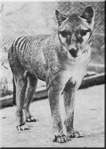 Photo of a Juevenile Thylacine